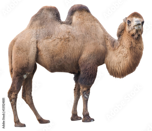 Bactrian camel (Camelus bactrianus), PNG, isolated on transparent background photo