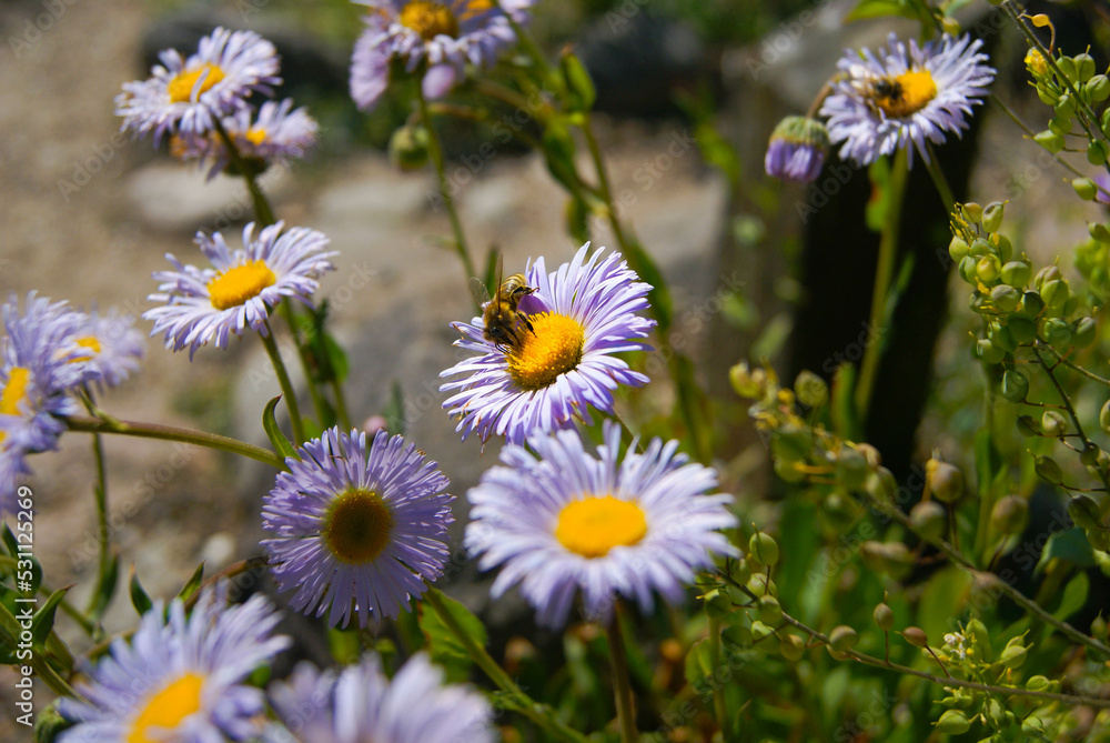 Bee in purple & yellow flower, Garden shot - Stock Photo