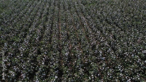 Izmir - Turkey ; Drone footage of cotton field in Menemen plain. photo