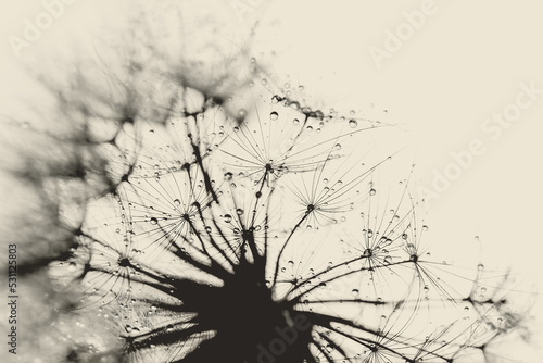 dandelion at sunset. Freedom to Wish. Seed macro closeup. Goodbye Summer. Hope and dreaming concept. Fragility. Springtime. soft focus on water droplets. Macro nature. Beautiful dew drops