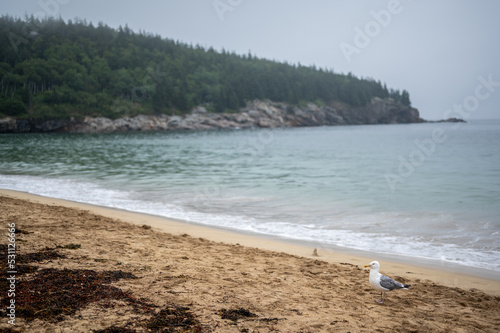 Sand Beach of Acadia National Park on east side of Mount Desert Island. photo