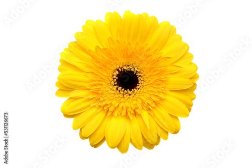 Yellow flower  isolated on transparency photo png file 