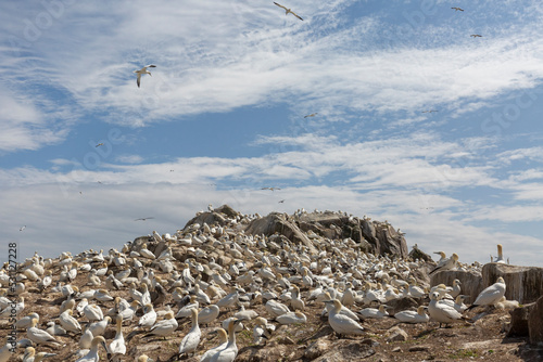 Northern gannet at Saltee Island  Ireland