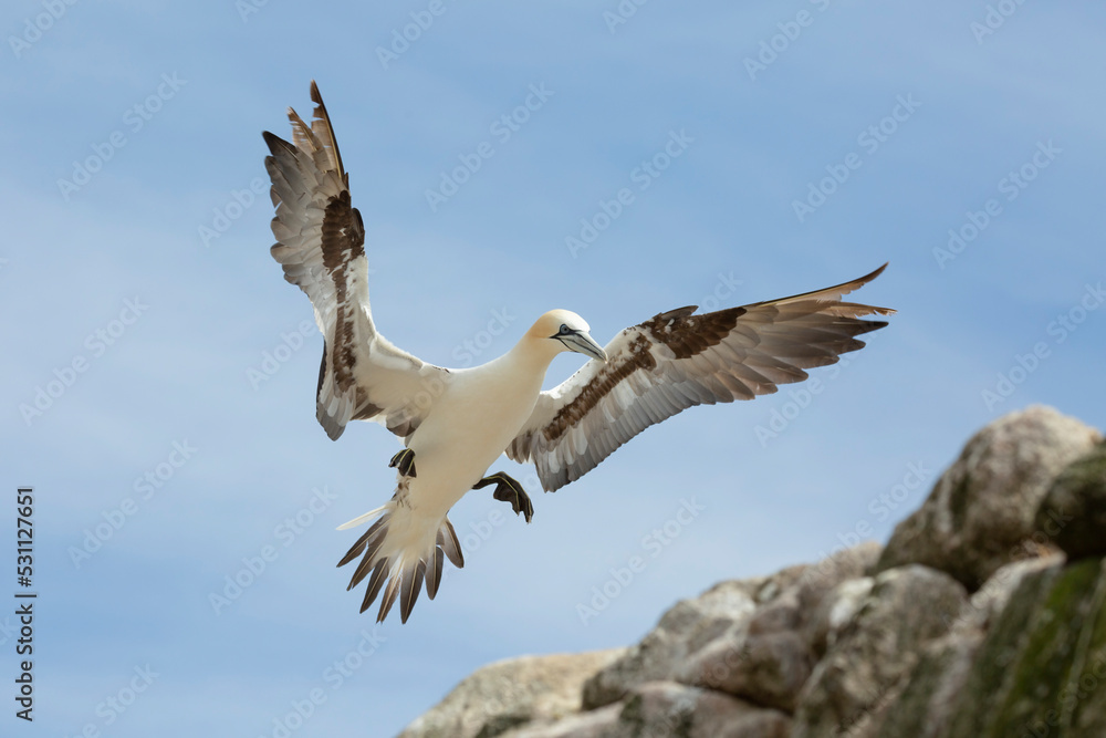 Northern gannet at Saltee Island, Ireland Northern gannet at Saltee Island, Ireland