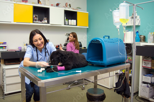 Woman veterinarian examining dog at the veterinary clinic