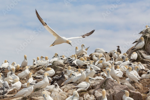 Northern gannet at Saltee Island, Ireland photo