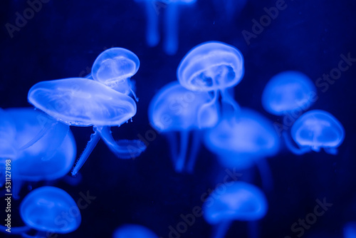 jellyfish in blue water © Andrea
