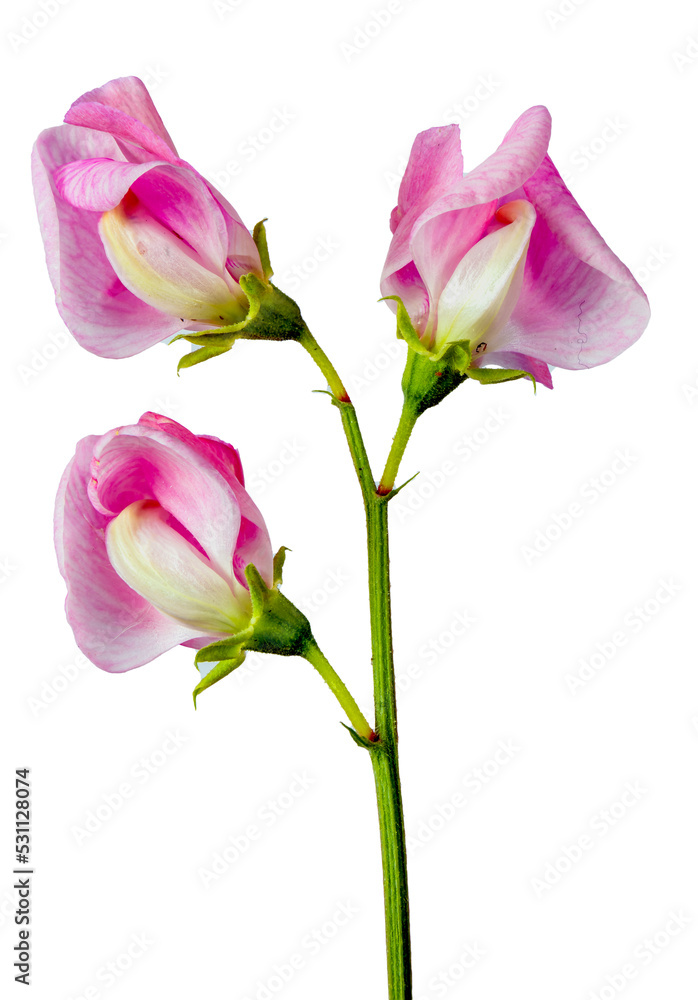 pink sweet pea flowers three blossoms close up, vertical shot pink sweet pea flowers three blossoms close up, vertical shot