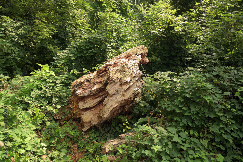 Obraz premium vegetation