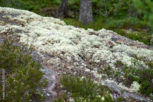 A glade of silvery white lace yagel on the rock on Koyonsaari island in Karelia photo