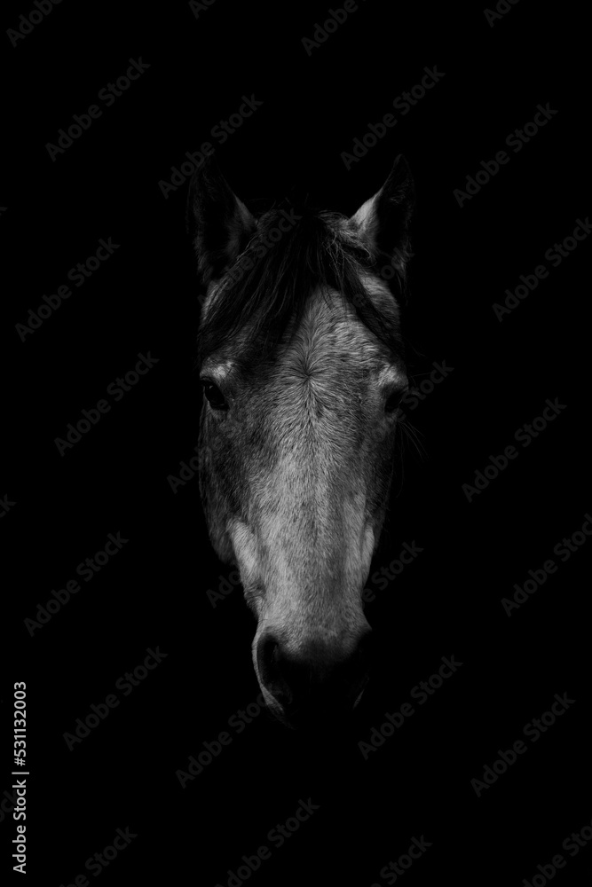 Obraz premium Fine art horse portrait