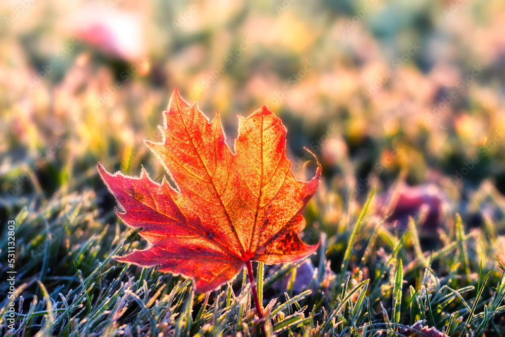 Orange autumn maple leaf, on the background of green grass in frost. Orange autumn maple leaf, on the background of green grass in frost.