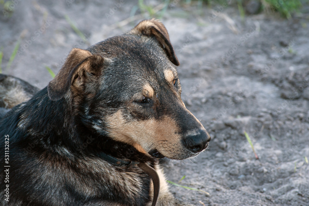 a black dog setting on road. indian street dog.