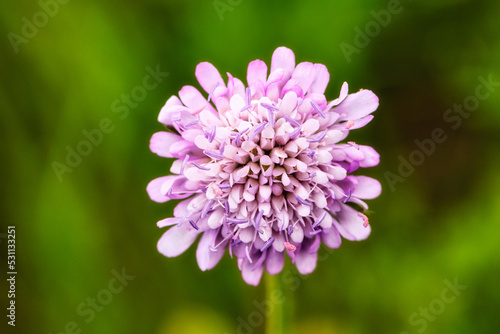 Cornflower purple flower on a green background