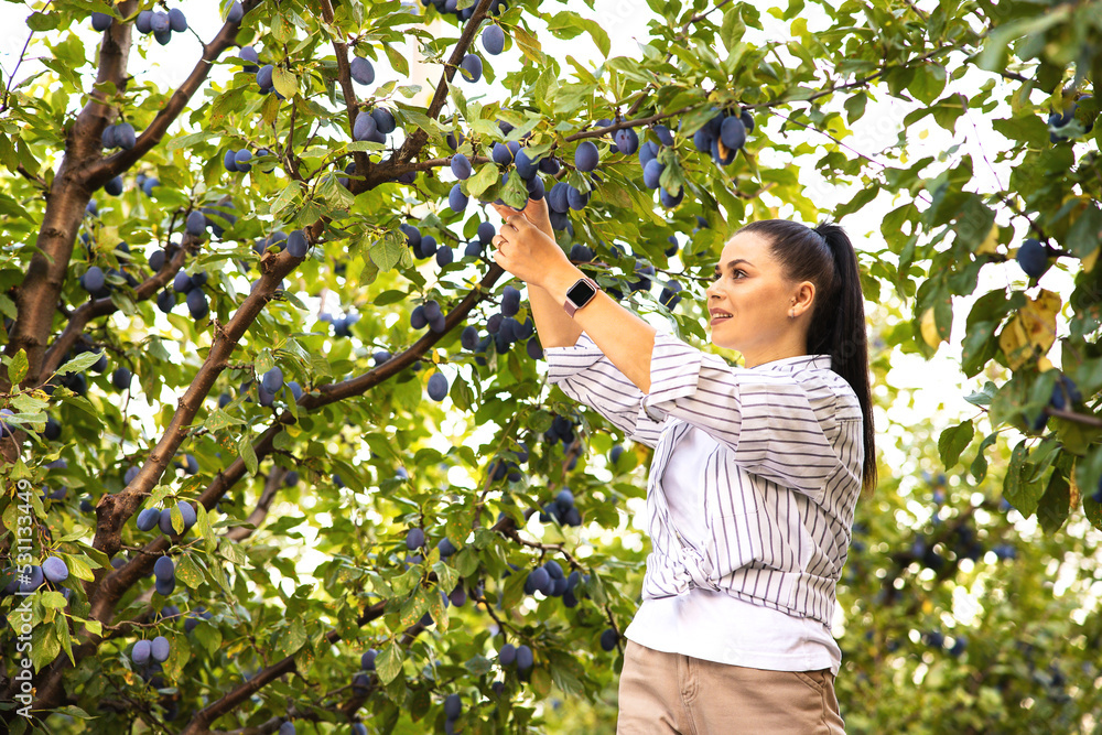 Young female gardener in a hat picking plums in her family backyard garden.