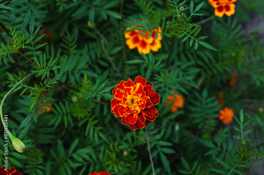 French marigolds background. Orange floral background. Orange marigolds. Orange french marigold. Orange flowers backdrop. French marigolds background. Orange floral background. Orange marigolds. Orange french marigold. Orange flowers backdrop.