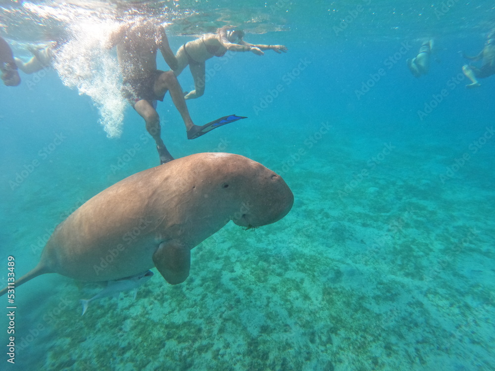 Obraz premium A sea cow living in the area of Marsa Alam, Egypt. Dugong