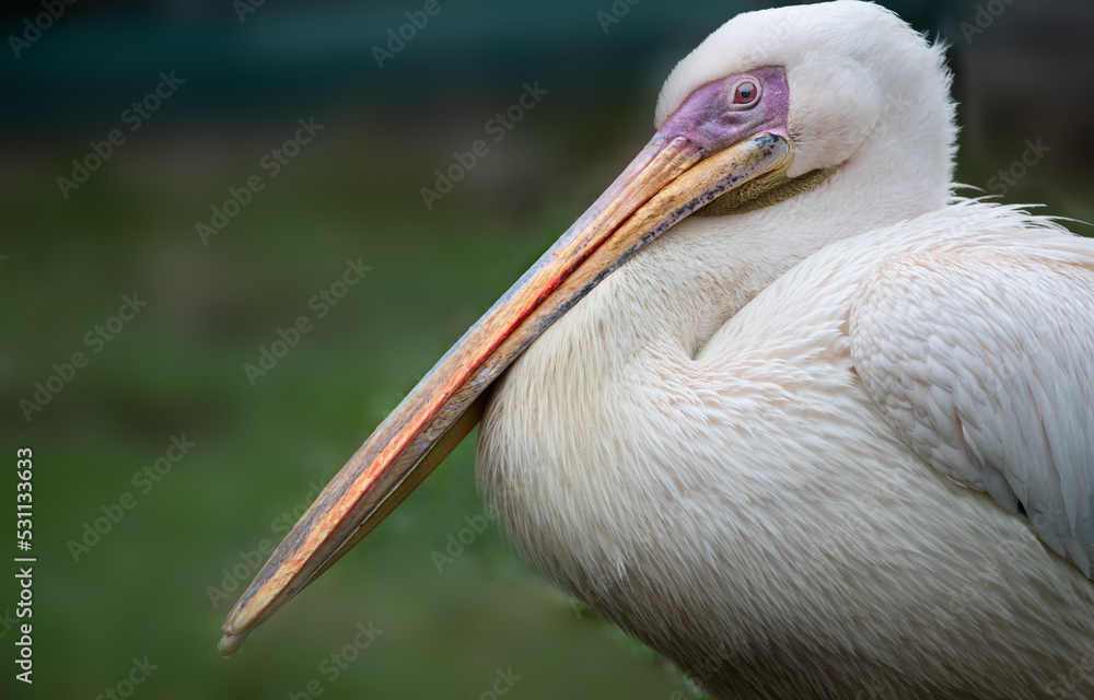 Big white pelican on the background of green grass, close-up, selective focus. Big white pelican on the background of green grass, close-up, selective focus.
