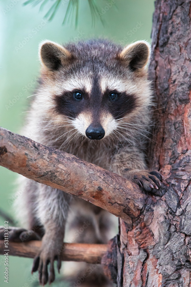 raccoon sits on a tree branch. Close-up, selective focus.