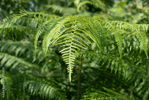 Bracken fern leaf close up