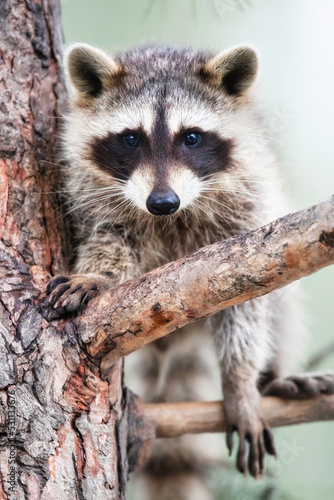 raccoon sits on a tree branch. Close-up, selective focus.