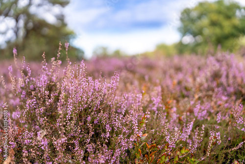 Fischbecker Heide - Die Heide bl  ht