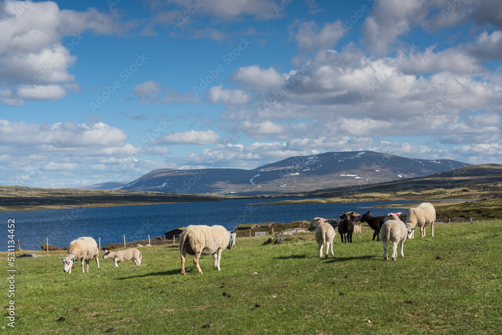 Fototapeta premium sheep in the mountains
