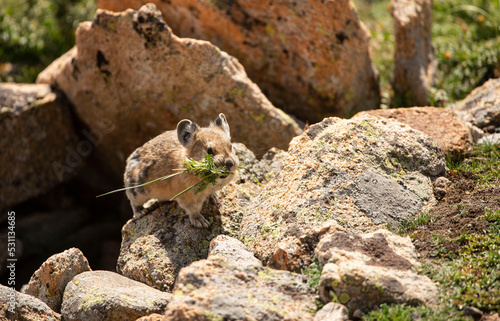 Pika, a small mammal that lives in high elevations above tree line is storing food for winter in Colorado, USA