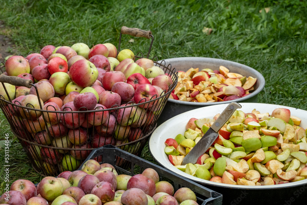 Cutting a lot of apples into pieces in the garden. Fresh red apple harvest. Cutting and preparing a fresh apple for eating. Cut fruits for jam cider or juice outdoors