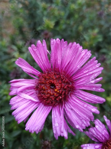 close-up of a pink flower with raindrops