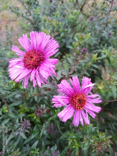 two pink flowers with raindrops, copy space, wallpaper
