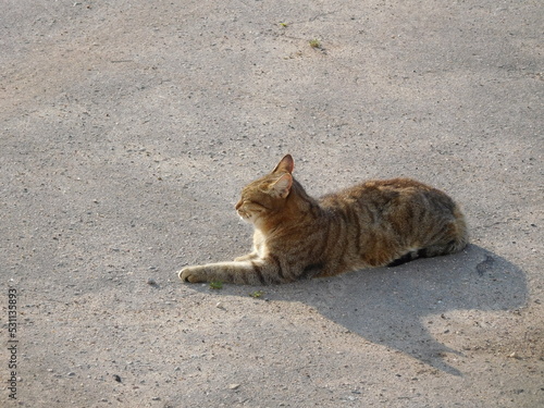 gray cat basking in the sun on the pavement
