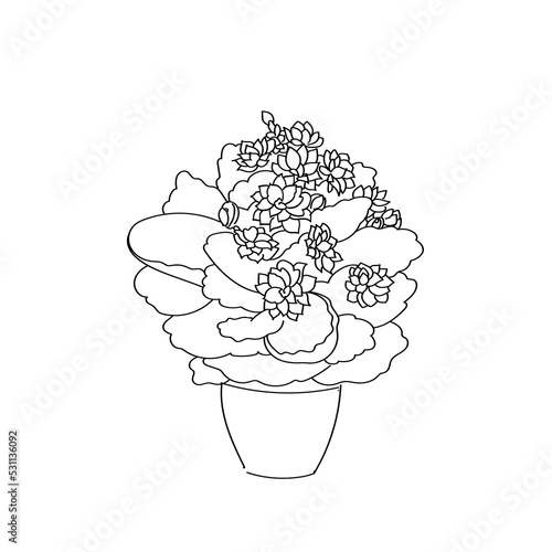 vector illustration plant kalanchoe plant hand line color contour photo