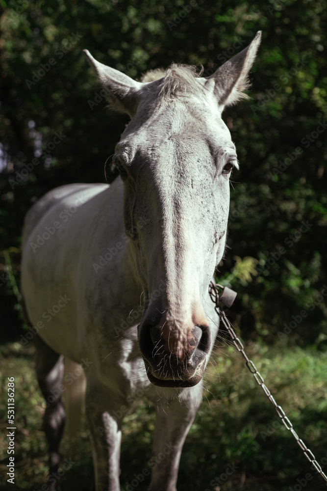 Obraz premium White horse head frontal portrait. Horse in the forest.