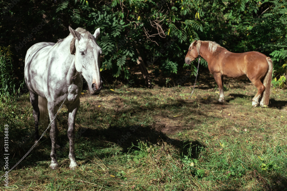 Naklejka premium White and brown horse graze in the forest