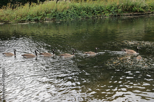 Geese swimming on a pond at Coombe park Coventry photo