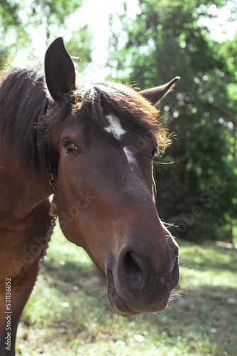 Portrait of a brown horse in the forest on a pasture