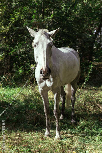 A white horse grazes in a forest in a clearing