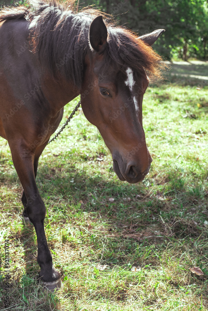 Portrait of a brown horse in the forest on a pasture