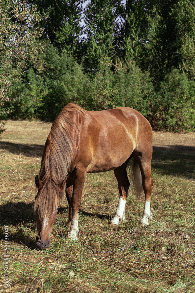 Brown horse eats grass in a meadow in the forest Brown horse eats grass in a meadow in the forest