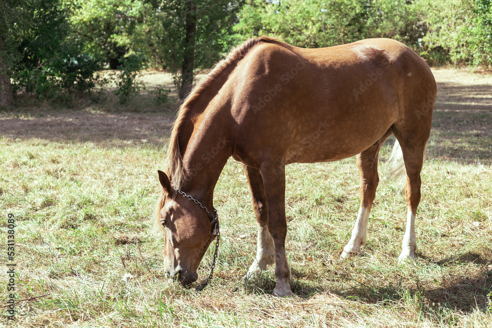 Brown horse eats grass in a meadow in the forest