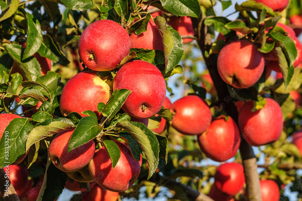 Ripe red juicy apples on a tree branch
