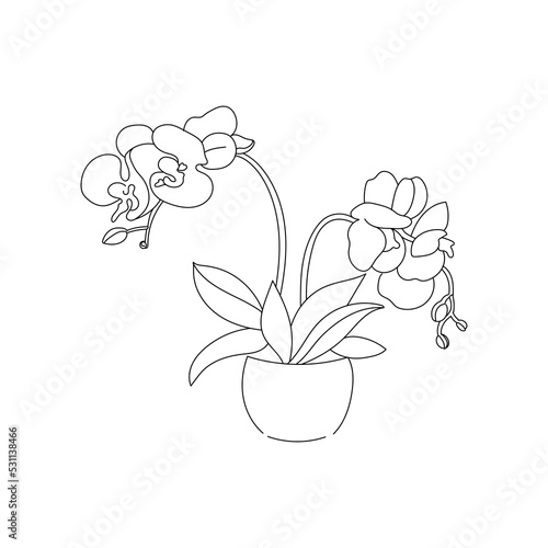 vector illustration drawing contour line home plant orchid