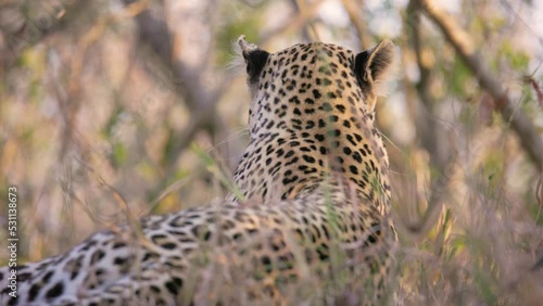 Leopard lies on termite mound, in African conservation area, 4k photo