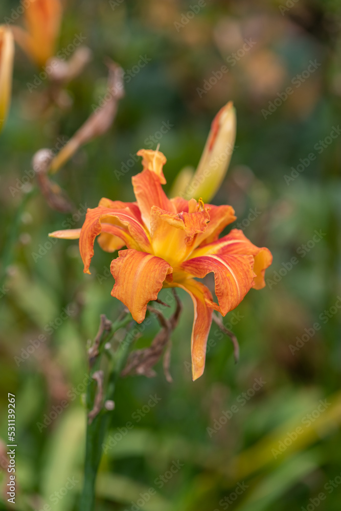 Close up of an orange daylily ((hemerocallis fulva) flower in bloom Close up of an orange daylily ((hemerocallis fulva) flower in bloom