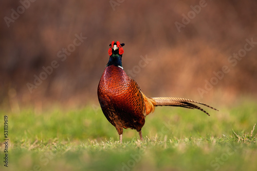 Common pheasant, phasianus colchicus, walking on grassland in autumn nature. Cock approaching on field in fall. ring-neckced bird looking on meadow in envorinment. photo