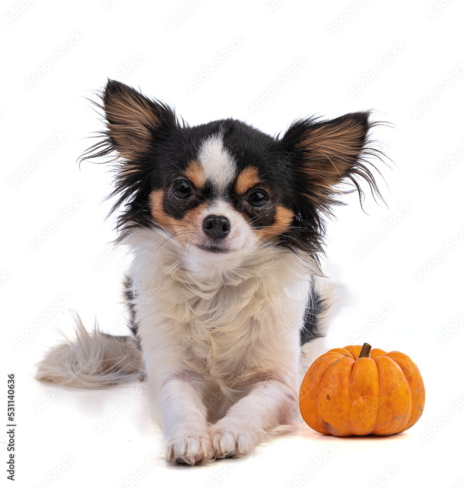 Chihuahua and Jack Be Little, Orange squash Chihuahua and Jack Be Little, Orange squash