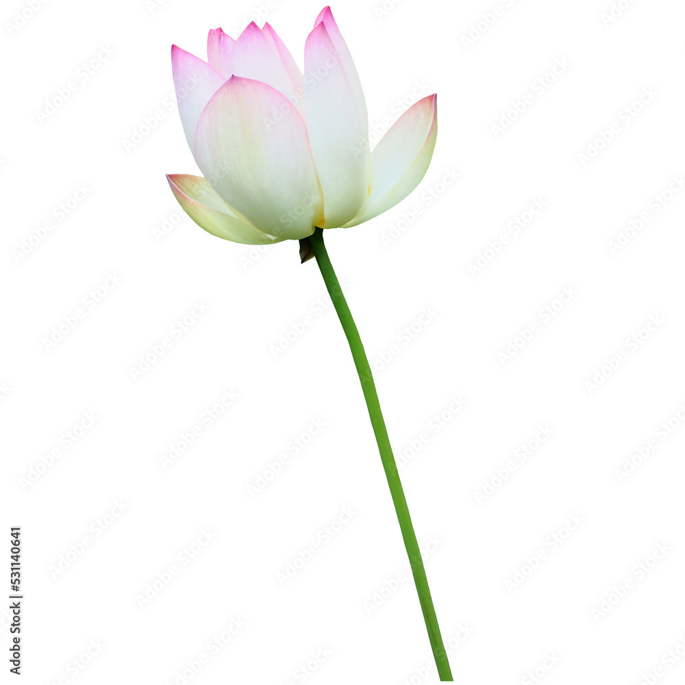 Lotus, water lily, flower, beautiful lotus, pink lotus, white lotus,leaf, nature, spring, summer, spring greenery, yellow, green, isolated, transparent background, blossom, flora, floral, flower
