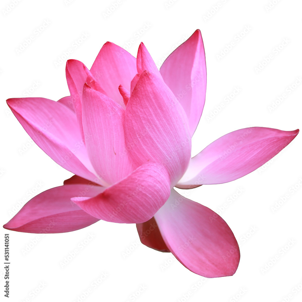 Lotus, water lily, flower, beautiful lotus, pink lotus, white lotus,leaf, nature, spring, summer, spring greenery, yellow, green, isolated, transparent background, blossom, flora, floral, flower