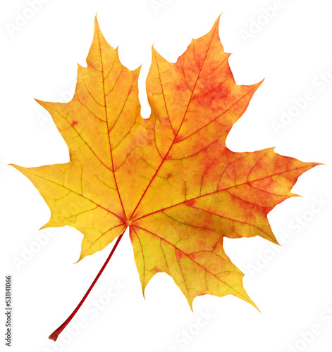 Autumn red-yellow maple leaf isolated. Herbarium, one fallen leaf.
